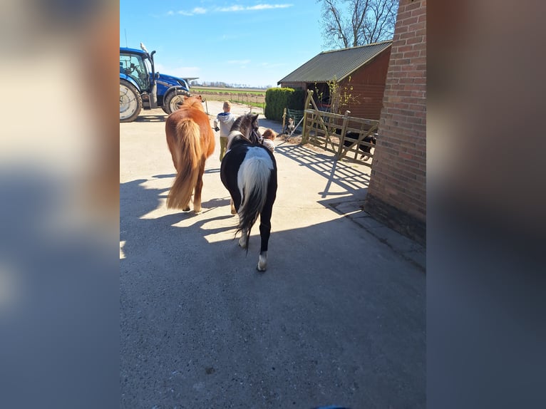 Autres races Croisé Hongre 15 Ans 115 cm Pinto in Luttelgeest