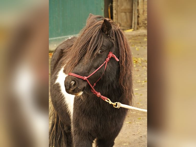 Autres races Croisé Hongre 15 Ans 115 cm Pinto in Luttelgeest