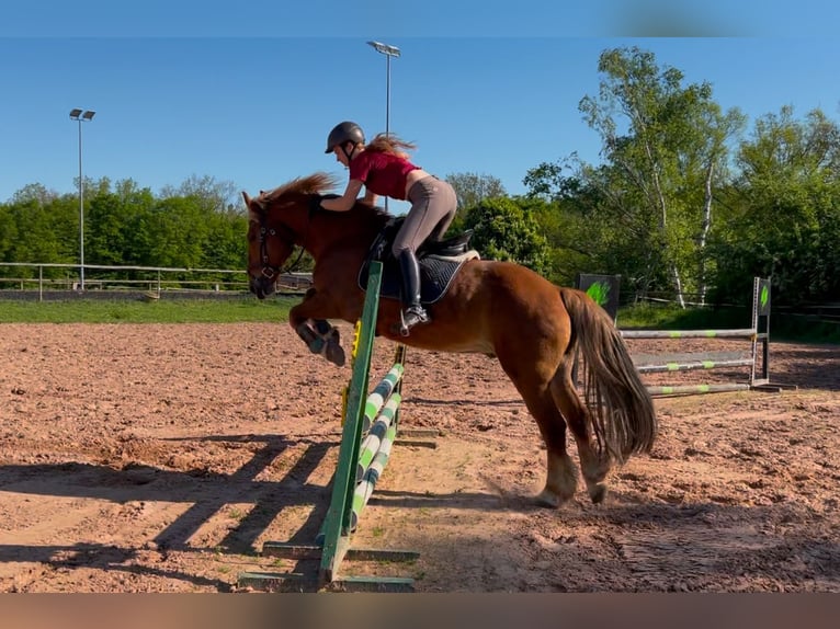 Autres races Hongre 15 Ans 154 cm Alezan in Altleiningen