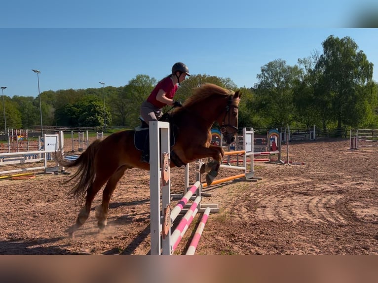 Autres races Hongre 15 Ans 154 cm Alezan in Altleiningen