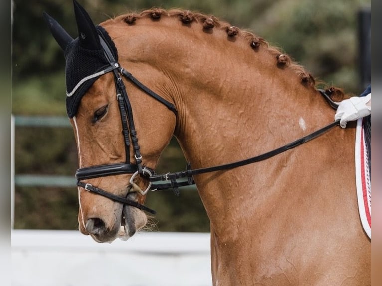 Autres races Croisé Hongre 15 Ans 167 cm Alezan in Las Rozas De Madrid