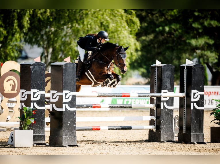 Autres races Croisé Hongre 15 Ans 168 cm Bai in Zaklików