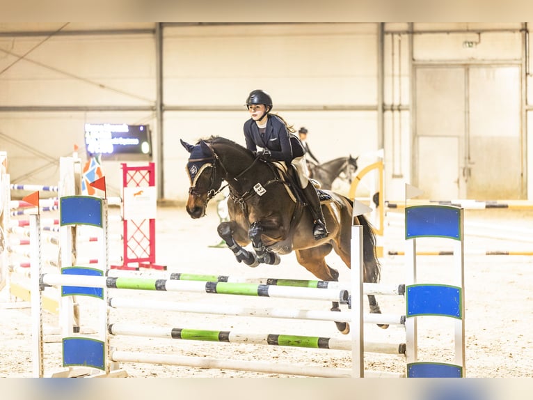 Autres races Croisé Hongre 15 Ans 168 cm Bai in Zaklików