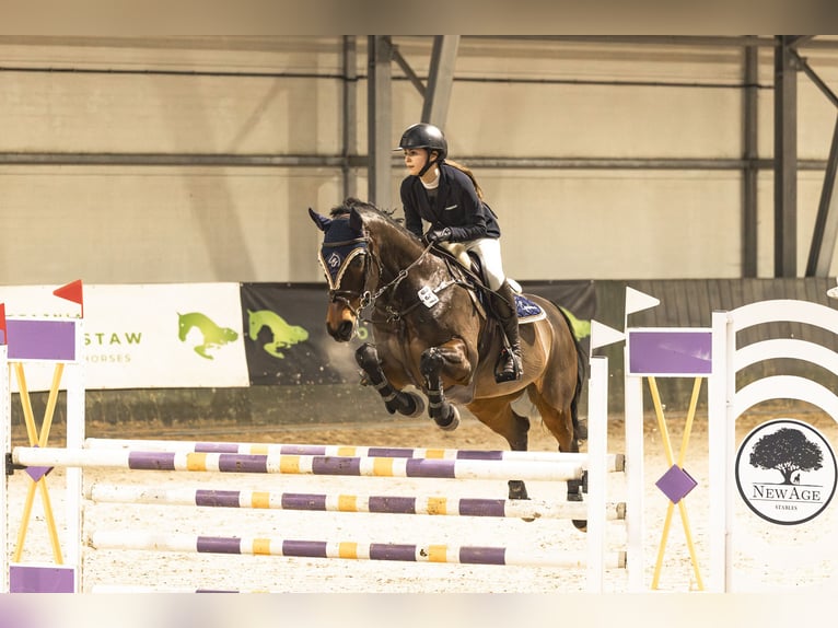 Autres races Croisé Hongre 15 Ans 168 cm Bai in Zaklików