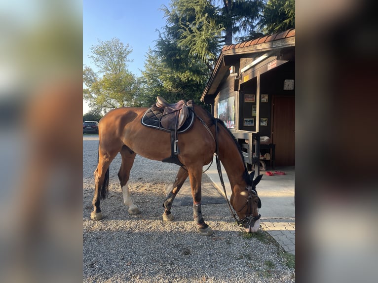 Autres races Croisé Hongre 15 Ans 170 cm Bai in Settala