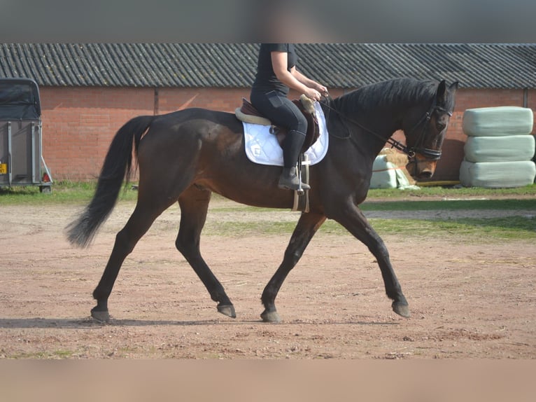 Autres races Hongre 15 Ans 175 cm Bai in Breda