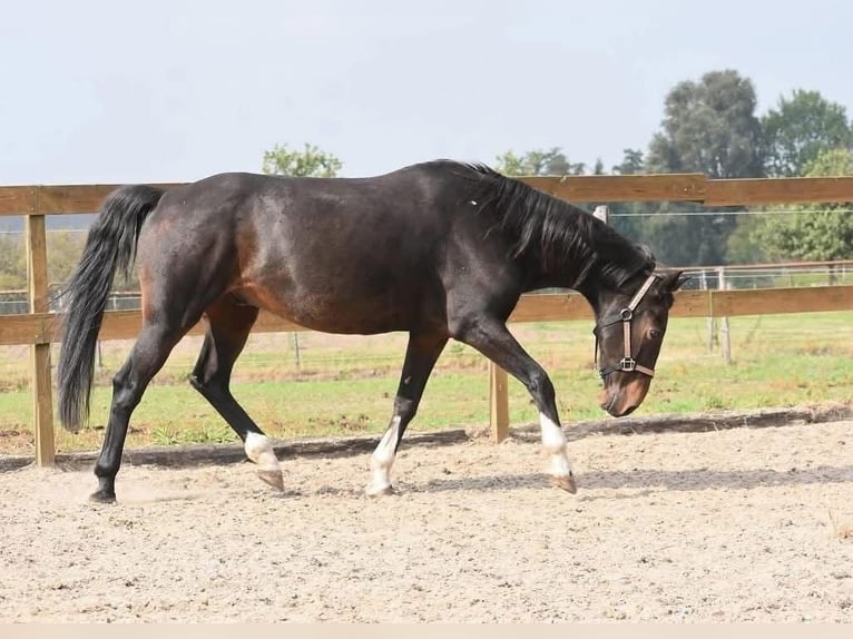 Autres races Hongre 16 Ans 156 cm Bai brun in Achtmaal