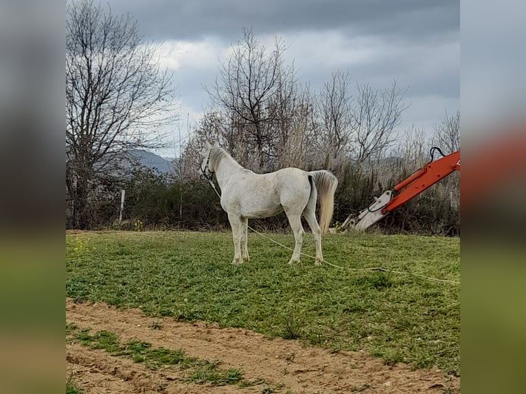 Autres races Hongre 16 Ans 158 cm Gris in Rogliano