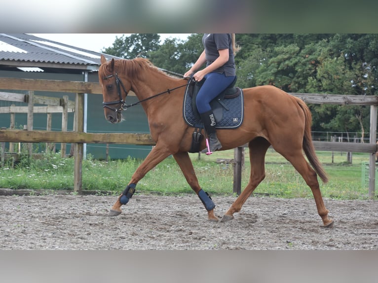 Autres races Hongre 16 Ans 160 cm Alezan in Achtmaal