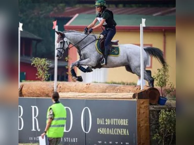 Autres races Hongre 16 Ans 160 cm Gris in BODIO LOMNAGO