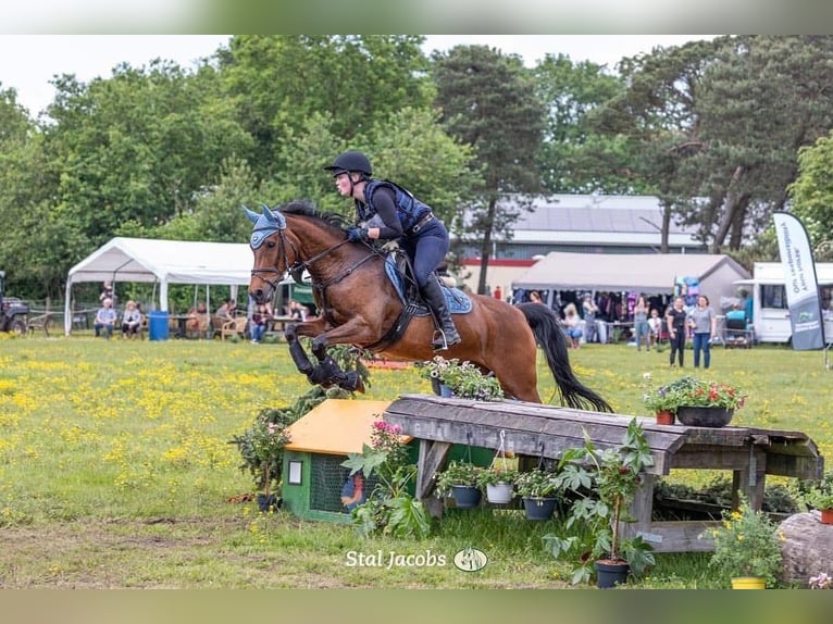 Autres races Croisé Hongre 17 Ans 153 cm Bai in Voorthuizen