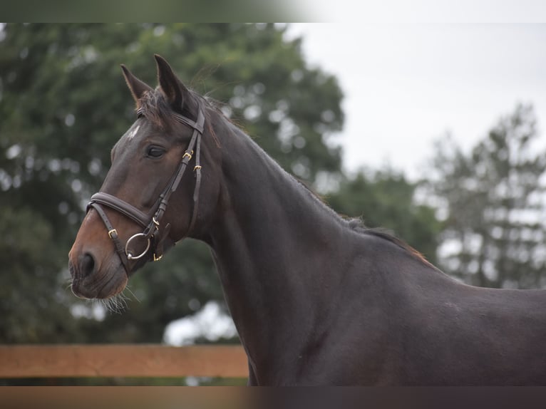 Autres races Hongre 17 Ans 156 cm Bai brun in Achtmaal