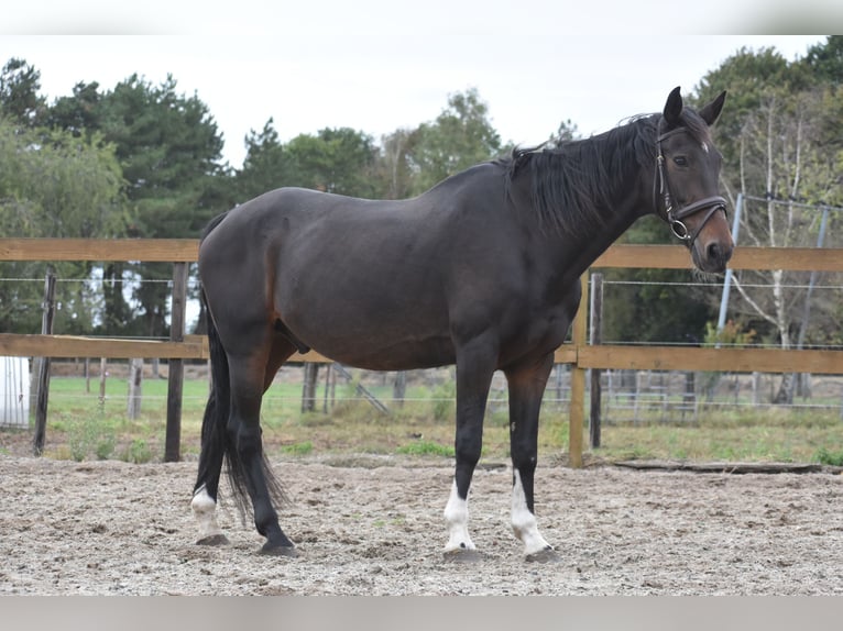 Autres races Hongre 17 Ans 156 cm Bai brun in Achtmaal