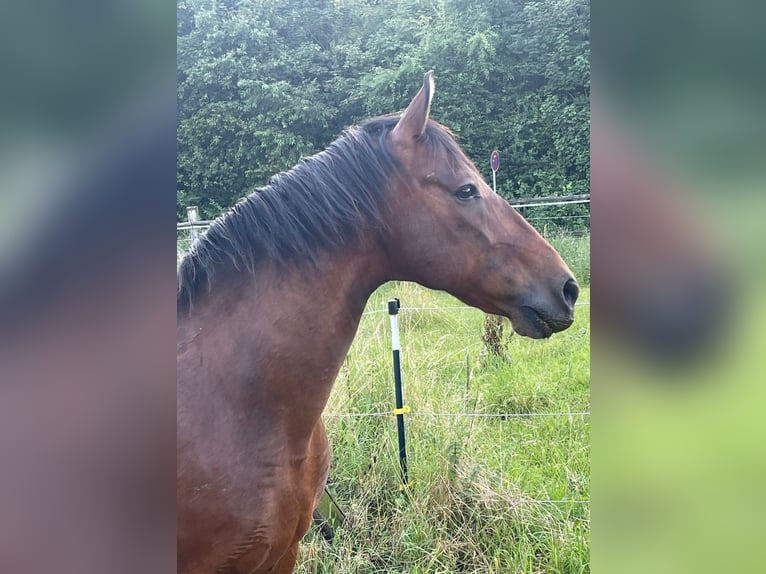 Autres races Croisé Hongre 17 Ans 166 cm Bai brun in Neukirchenn-Vluyn