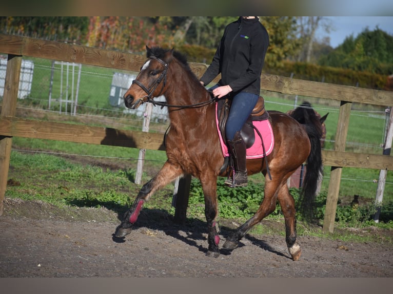 Autres races Hongre 18 Ans 134 cm Bai in Achtmaal