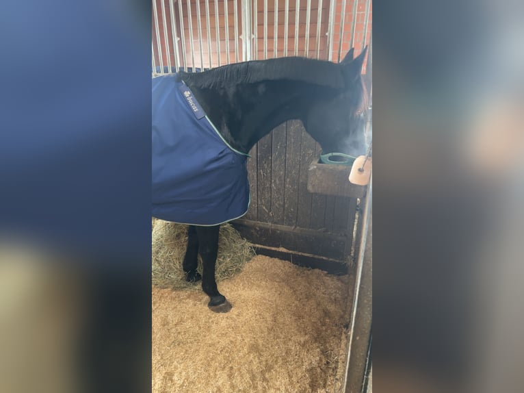 Autres races Hongre 18 Ans 170 cm Bai brun foncé in Neu Wulmstorf