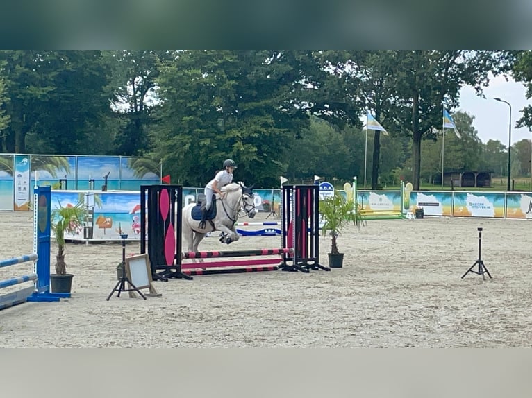 Autres races Croisé Hongre 20 Ans 148 cm Gris in Veldhoven