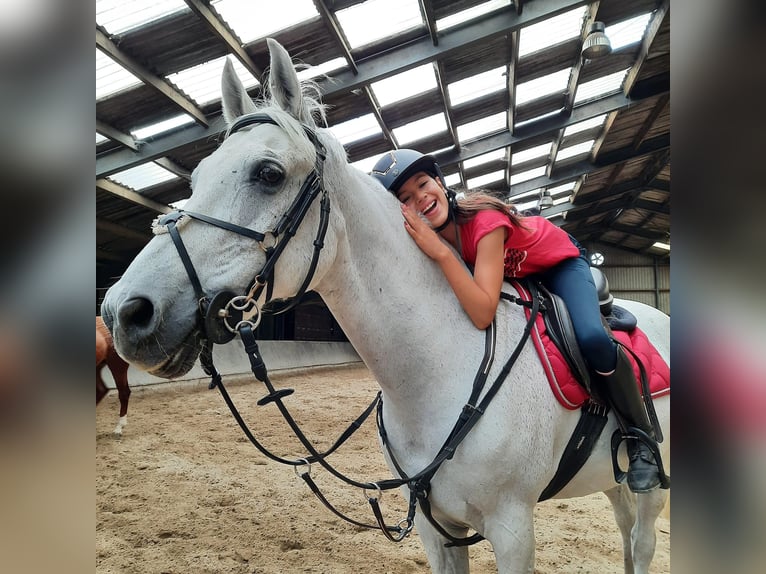 Autres races Croisé Hongre 20 Ans 148 cm Gris in Veldhoven