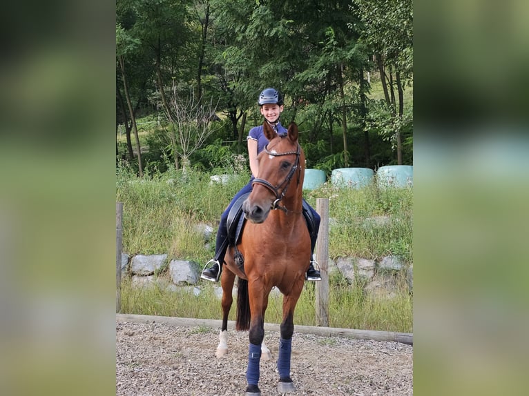 Autres races Croisé Hongre 21 Ans 152 cm Bai in Minihof-Liebau