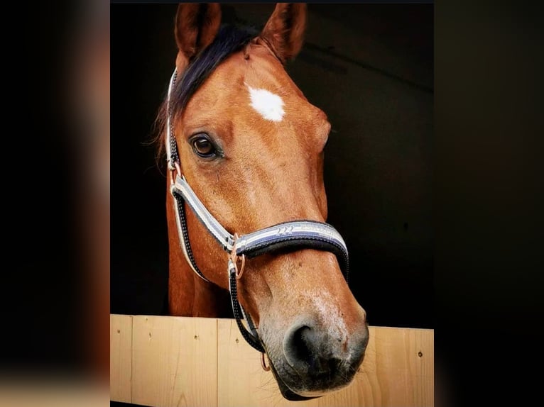 Autres races Croisé Hongre 21 Ans 152 cm Bai in Minihof-Liebau