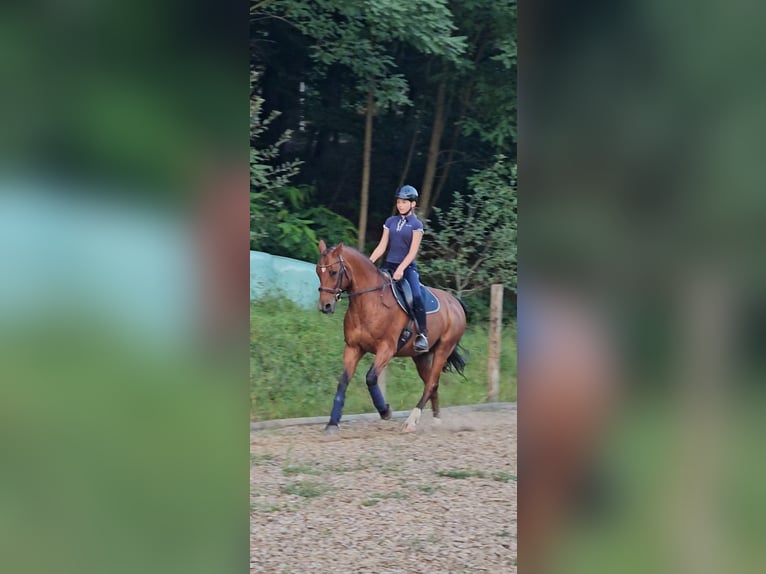 Autres races Croisé Hongre 21 Ans 152 cm Bai in Minihof-Liebau