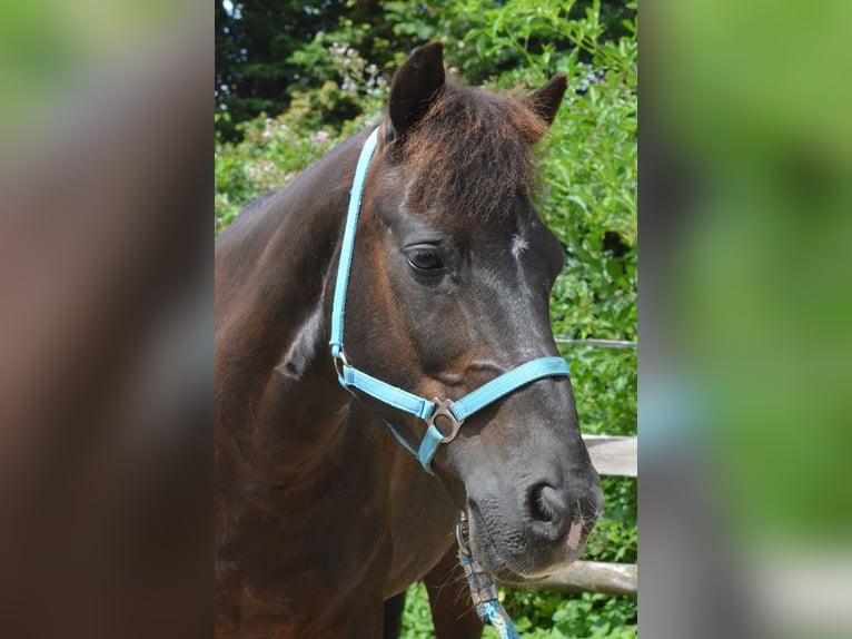 Autres races Hongre 27 Ans 115 cm Noir in Mettmann