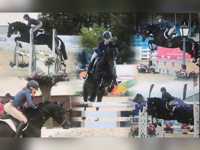 Autres races Hongre 2 Ans 148 cm Bai cerise in Staffordshire