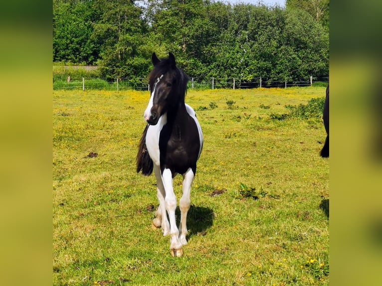 Autres races Croisé Hongre 2 Ans 150 cm Pinto in Fahrenkrug