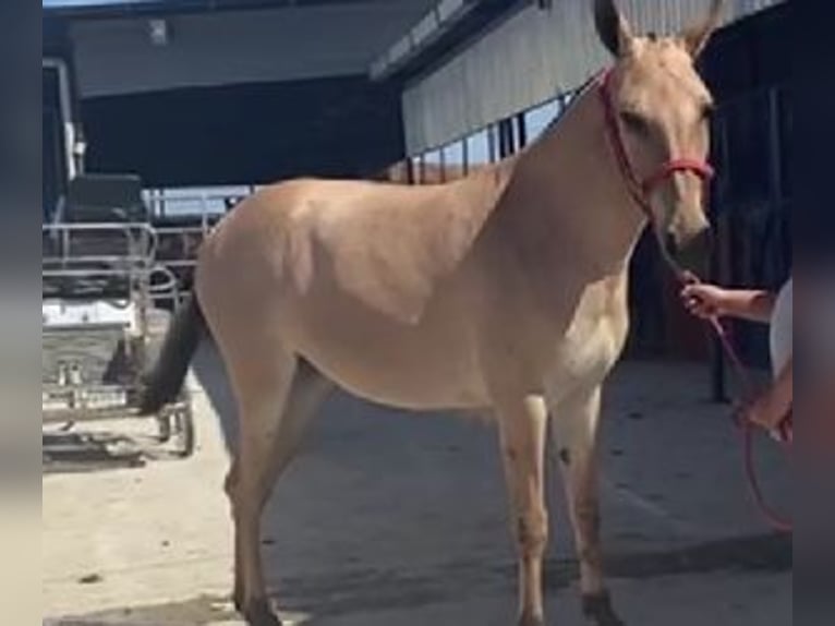 Autres races Croisé Hongre 2 Ans 153 cm Overo-toutes couleurs in SEVILLA