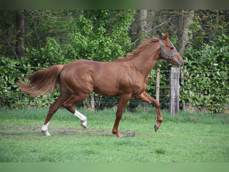 Autres races Hongre 2 Ans 158 cm Alezan in Achtmaal