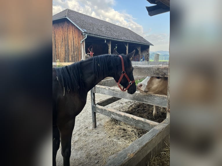 Autres races Hongre 2 Ans 165 cm Noir in Rohrbach