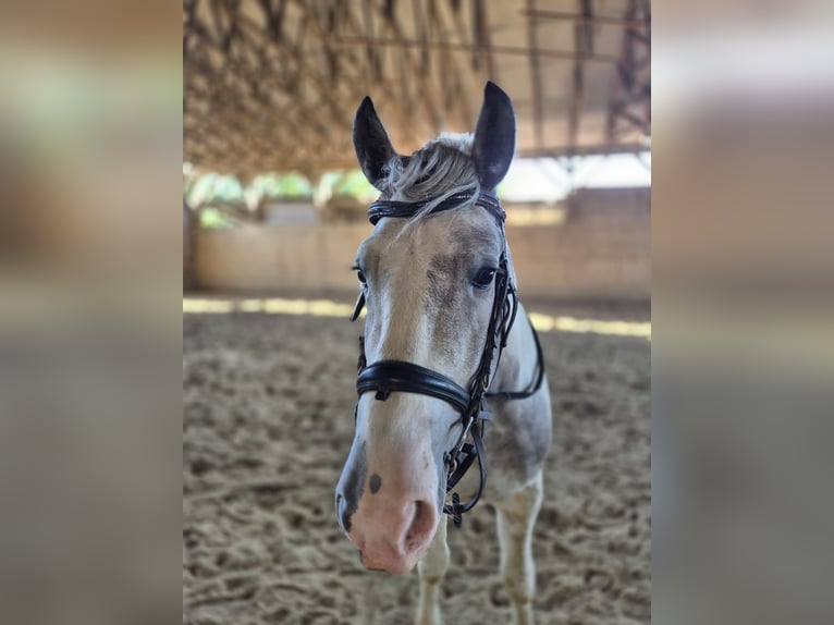 Autres races Croisé Hongre 2 Ans Pinto in Győrzámoly