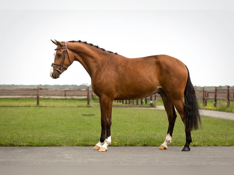 Autres races Hongre 3 Ans 148 cm Bai in Oost West en Middelbeers