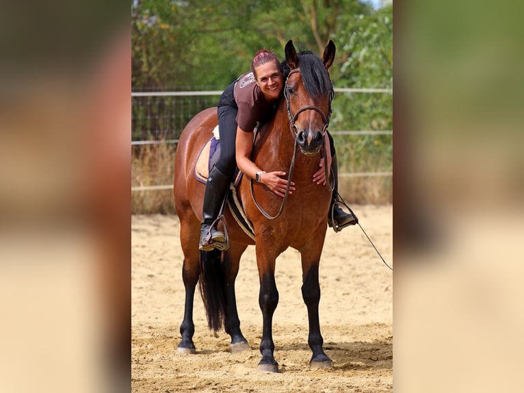 Autres races Croisé Hongre 3 Ans 149 cm Bai cerise in Pér