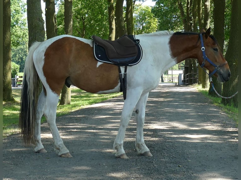 Autres races Hongre 3 Ans 149 cm Pinto in Lathen