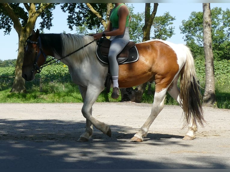 Autres races Hongre 3 Ans 149 cm Pinto in Lathen