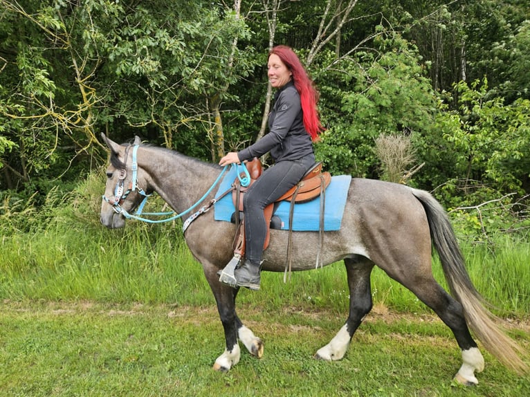 Autres races Hongre 3 Ans 153 cm Gris noir in Linkenbach