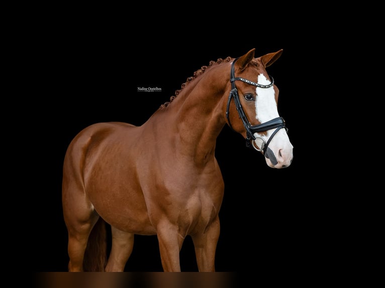 Autres races Hongre 3 Ans 154 cm  in Oost West en Middelbeers