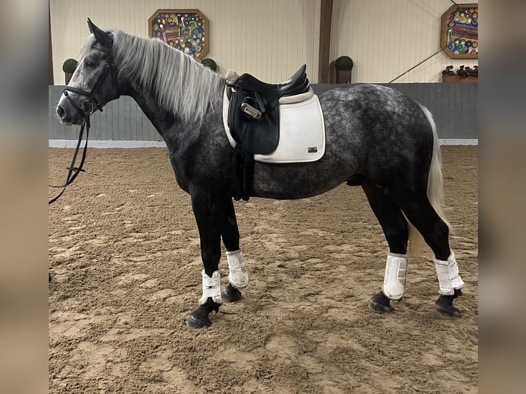 Autres races Croisé Hongre 3 Ans 155 cm Gris in Hagen am Teutoburger Wald