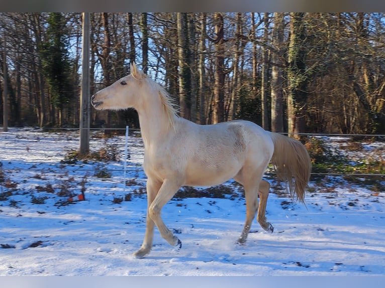 Autres races Croisé Hongre 3 Ans 155 cm Palomino in Gironde