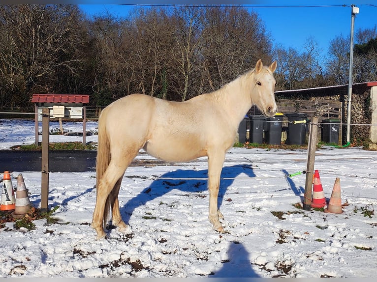 Autres races Croisé Hongre 3 Ans 155 cm Palomino in Gironde