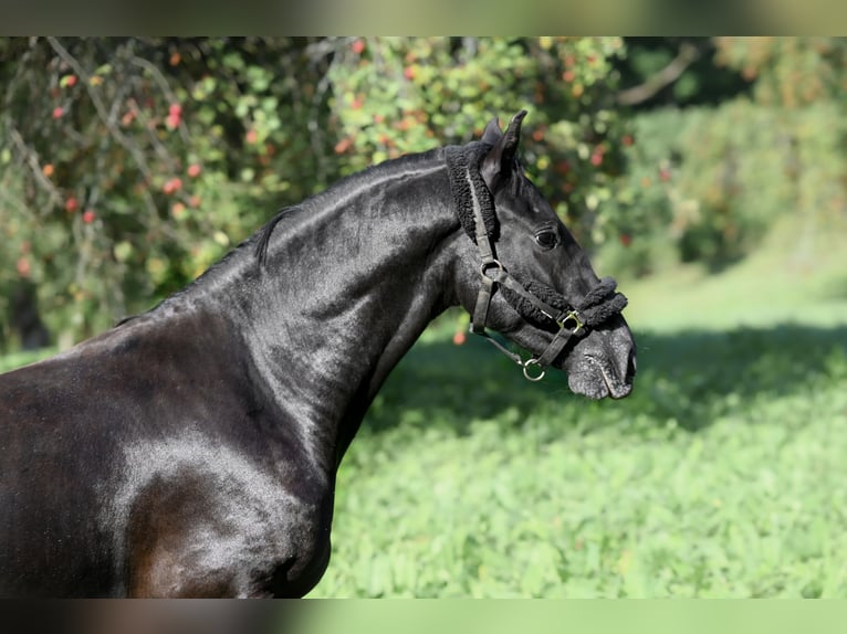 Autres races Croisé Hongre 3 Ans 156 cm Bai brun in Jovariškės