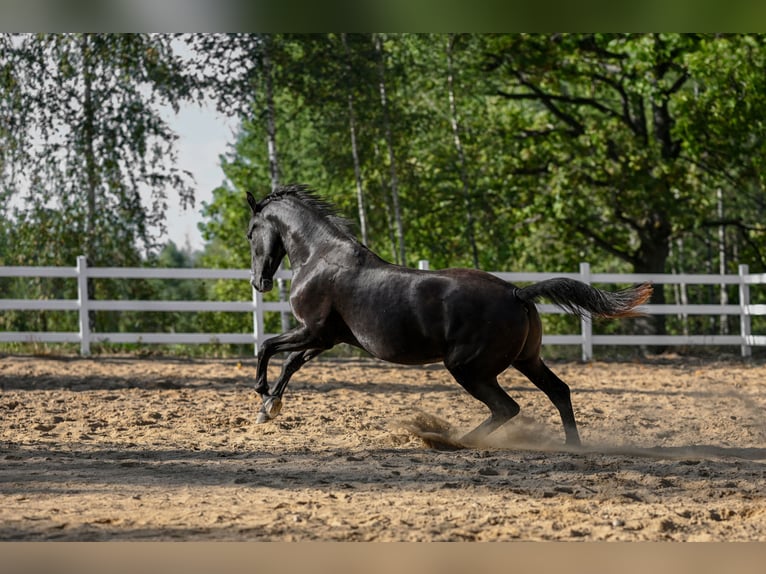 Autres races Croisé Hongre 3 Ans 156 cm Bai brun in Jovariškės