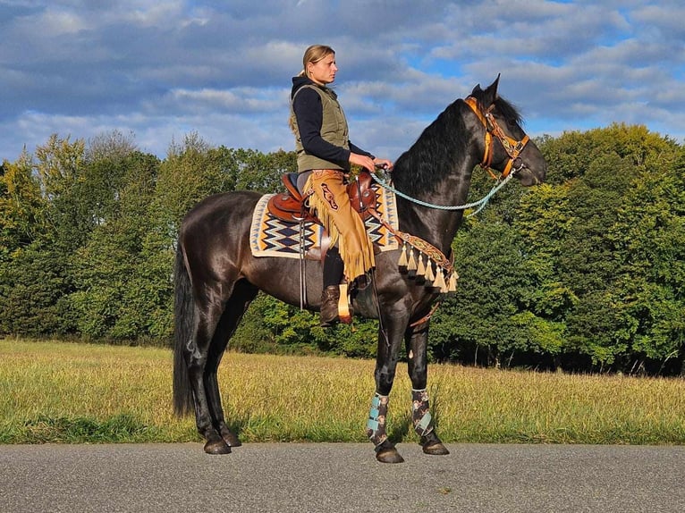 Autres races Hongre 3 Ans 157 cm Noir in Linkenbach