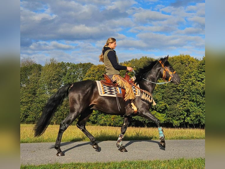 Autres races Hongre 3 Ans 157 cm Noir in Linkenbach