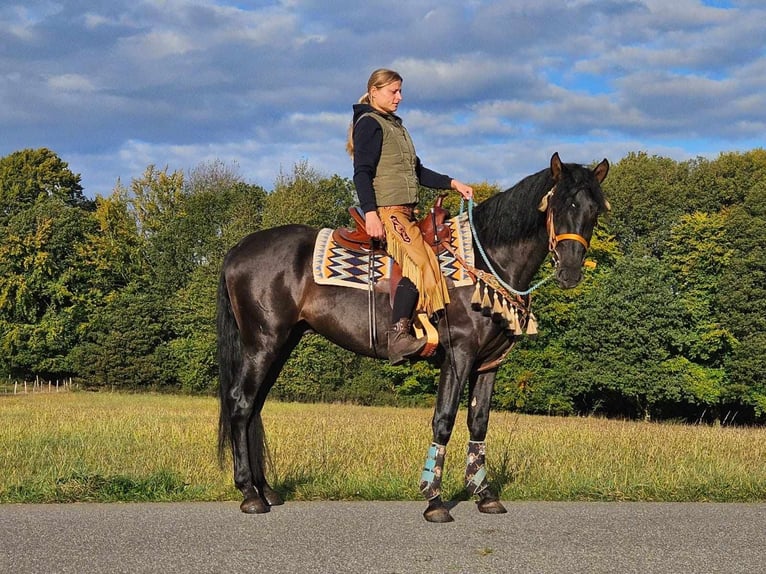 Autres races Hongre 3 Ans 157 cm Noir in Linkenbach