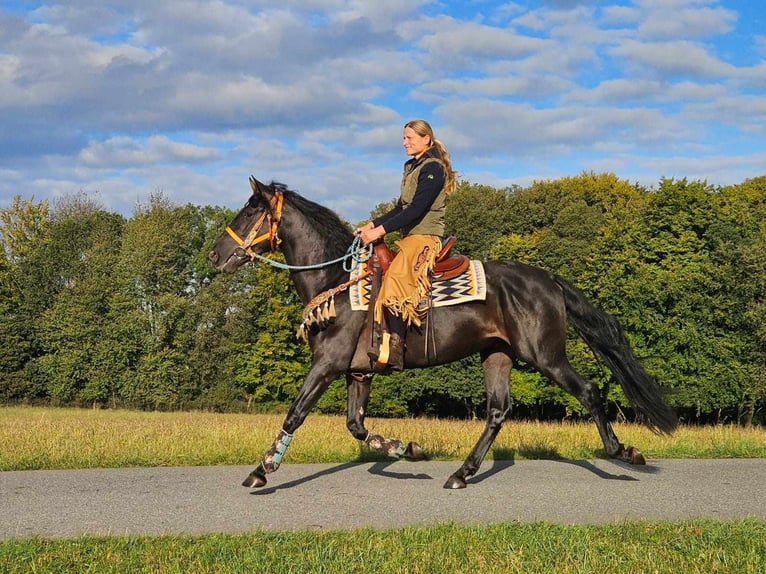 Autres races Hongre 3 Ans 157 cm Noir in Linkenbach