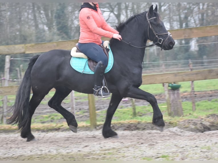 Autres races Hongre 3 Ans 158 cm Noir in Achtmaal