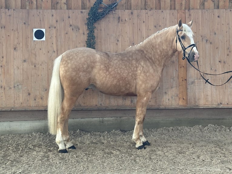 Autres races Croisé Hongre 3 Ans 158 cm Palomino in Riedlingen