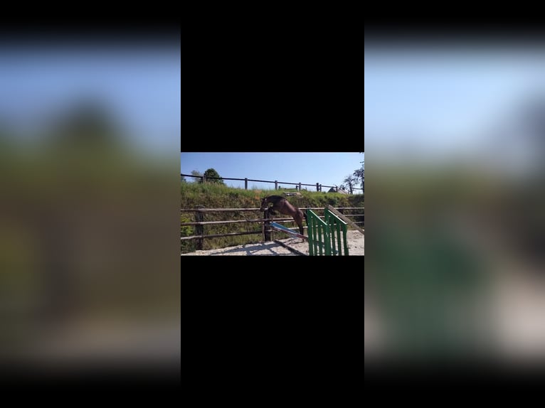 Autres races Croisé Hongre 3 Ans 160 cm Bai in SOURDEVAL